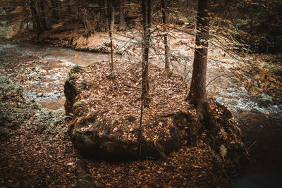 Plants and trees in forest