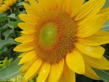 Close-up of fresh sunflower blooming outdoors