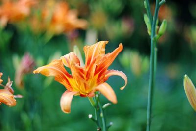 Close-up of orange lily