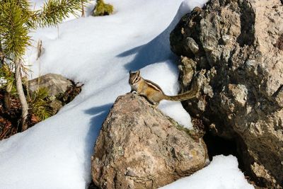 Close-up of bird perching on rock in winter