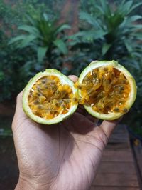 Close-up of hand holding sour fruit