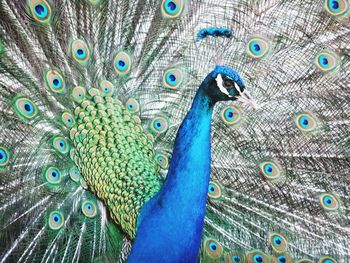 Peacock at dresden zoo 