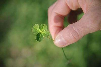 Close-up of hand holding small plant