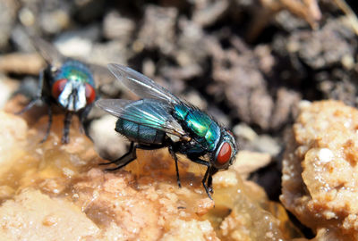 Close-up of housefly