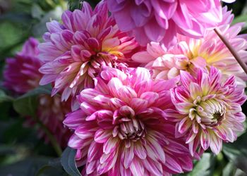 Close-up of pink dahlia flowers