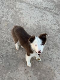 High angle portrait of dog standing outdoors