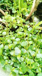 Leaves in pond