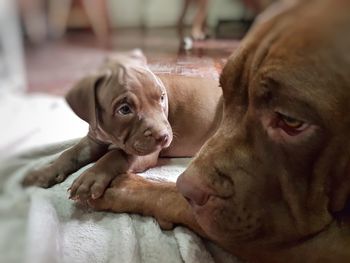 Close-up portrait of a puppy and mom