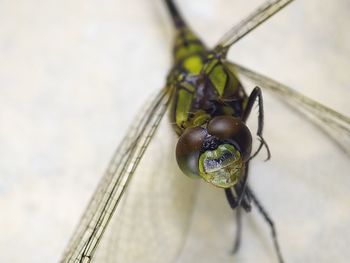 High angle view of insect