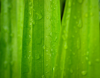 Full frame shot of wet leaf