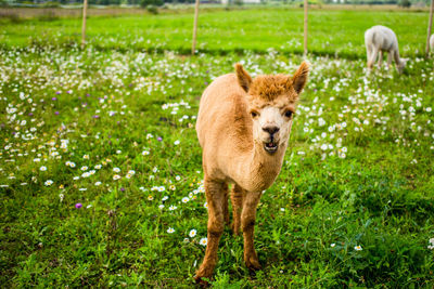 Sheep standing on field