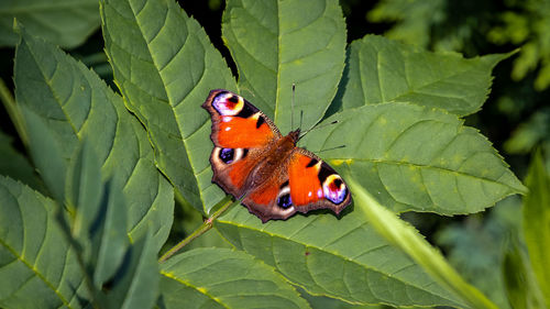 Close-up of butterfly on plant