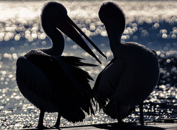 Close-up of birds