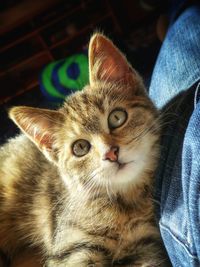 Close-up portrait of cat