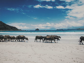 Horses on beach against sky