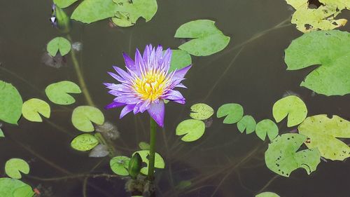 Close-up of lotus water lily in pond