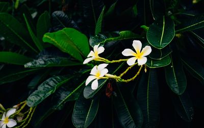 Close-up of white flowering plant