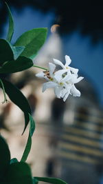 Close-up of white flowers