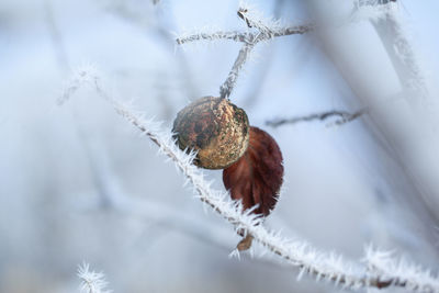 Close-up of dry leaf on branch