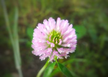 Close-up of pink flower