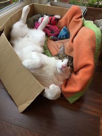 Close-up of cat lying on sofa