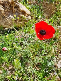 High angle view of poppies on field