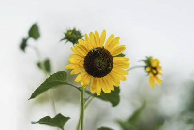 Close-up of yellow sunflower