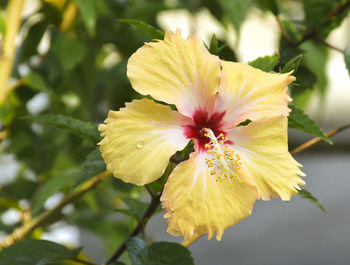 Close-up of yellow hibiscus flower