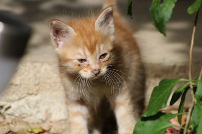 Close-up of a kitten
