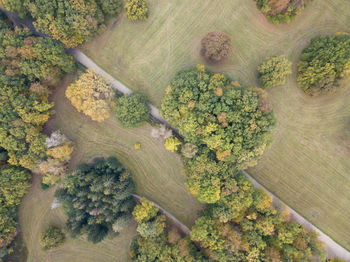 High angle view of trees growing in farm