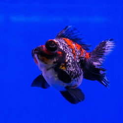 Close-up of fish swimming in sea