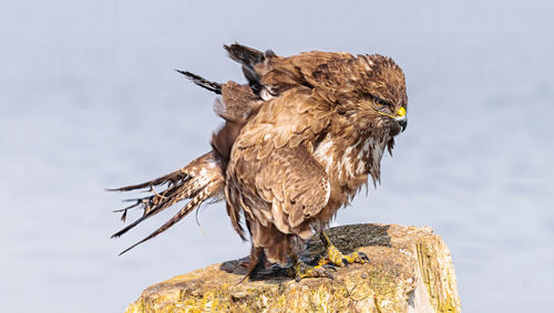 Close-up of owl perching on rock