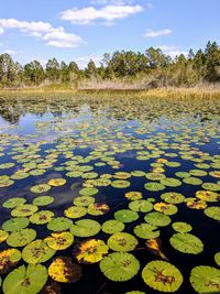 Water lilies floating on lake against sky