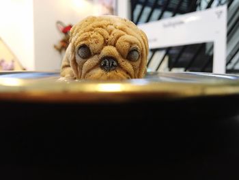 Close-up portrait of a dog at home