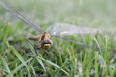 Close-up of snail on grass