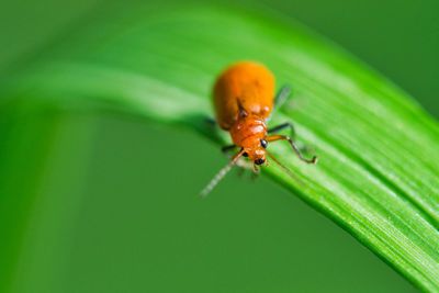 Close-up of insect on leaf