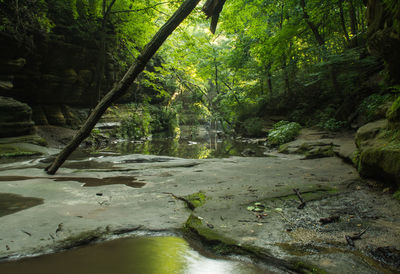 River flowing through forest