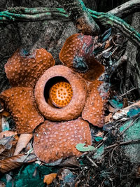 Close-up of rusty metal