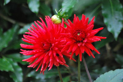 Close-up of red flower