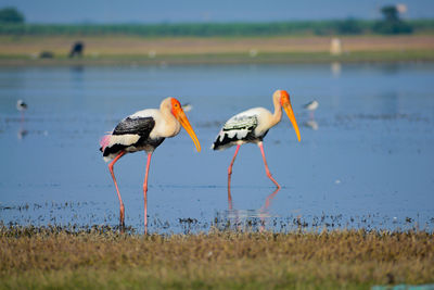 View of birds on beach