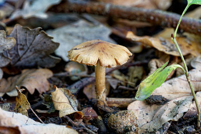 Close-up of mushroom growing on field