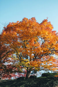 Low angle view of autumnal trees against clear sky