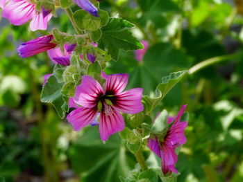 Close-up of pink flowering plant