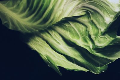 Close-up of green leaf against black background