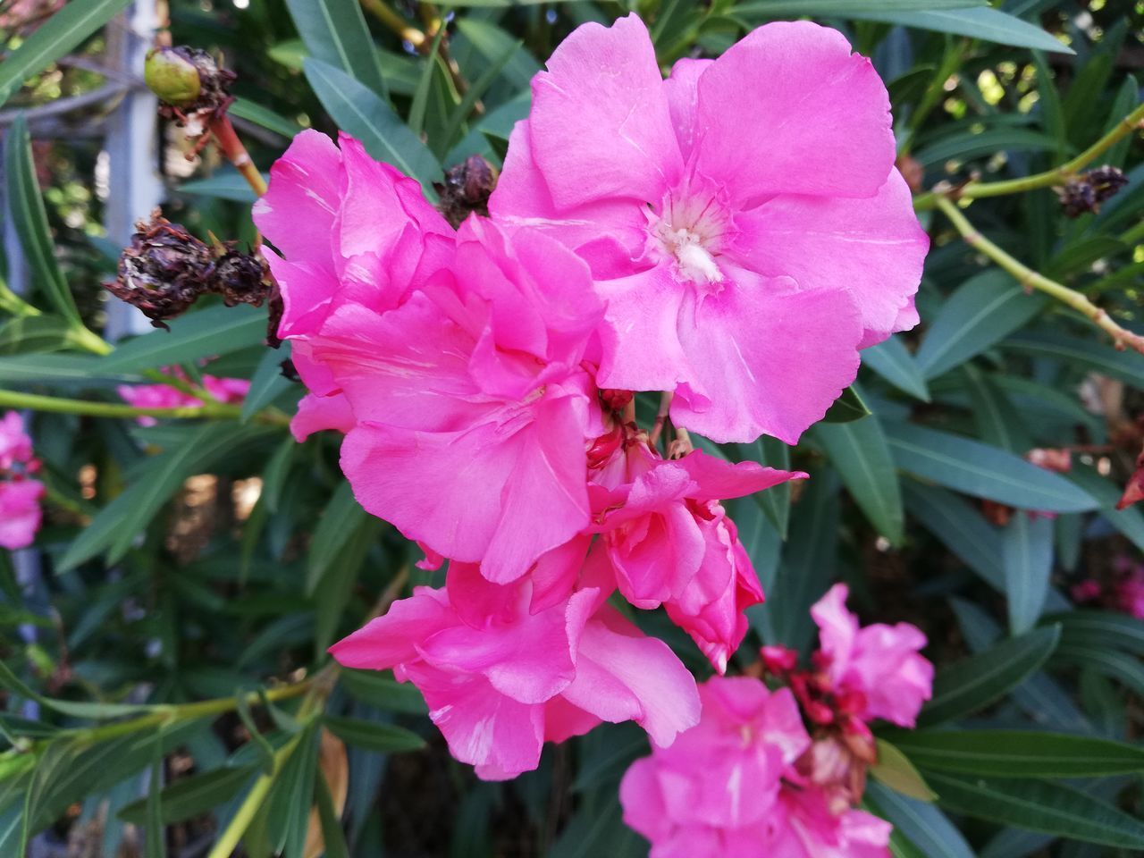 CLOSE-UP OF PINK FLOWERING PLANT WITH RED PETALS