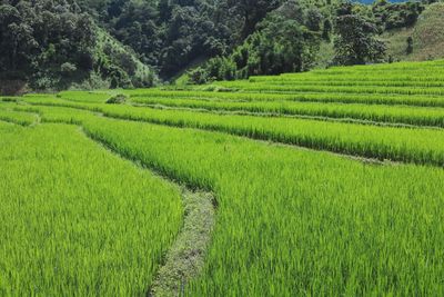 Scenic view of agricultural field