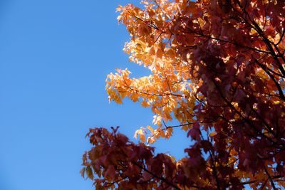 Low angle view of autumn tree against sky