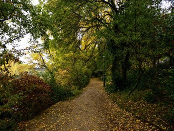 Footpath amidst trees in forest during autumn