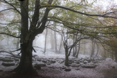 Trees in forest during winter