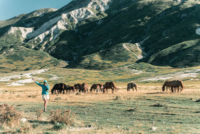 Horses on field